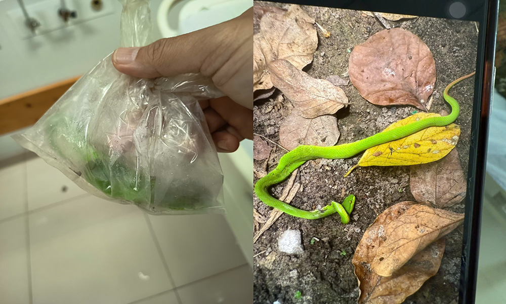 Đề phòng rắn lục đuôi đỏ trong mùa mưa