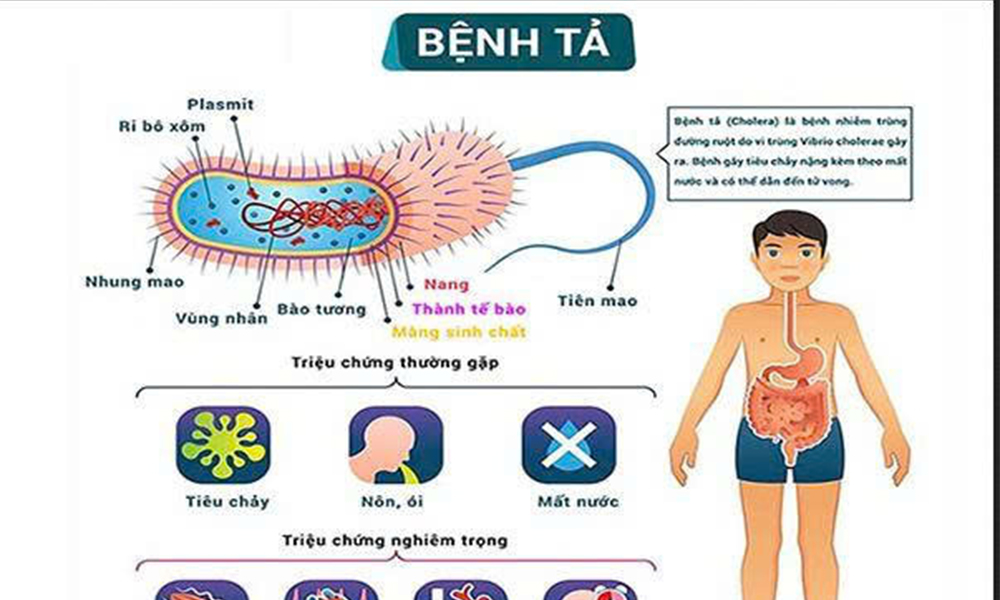 Dịch tả diễn biến phức tạp tại nhiều quốc gia, Bộ Y tế ra khuyến cáo phòng bệnh