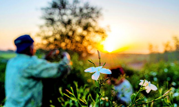 Người trồng hoa nhài ở Ai Cập đơn độc trong “cuộc chiến” chống biến đổi khí hậu